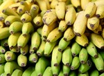 Yellow or green bananas — which are the healthiest for you? It depends