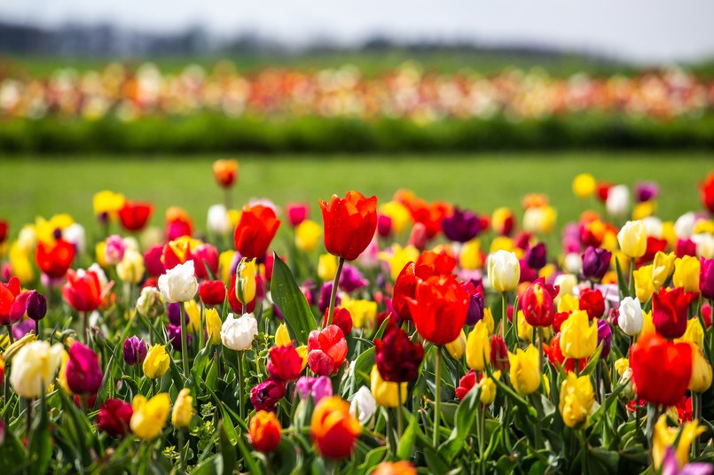 Holandia tulipan tulipany Field,Of,Colorful,Tulips,Red,Tulips,Field,Many,Red,Flowers