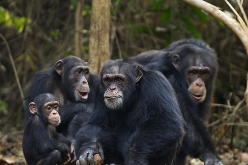 WESTERN CHIMPANZEE