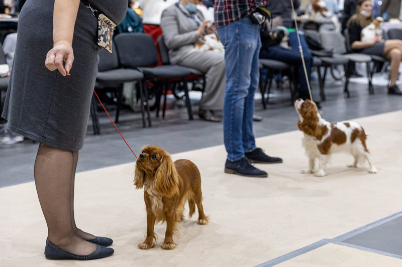 Zsűrizésre váró résztvevők a poznani nemzetközi kutyakiállításon