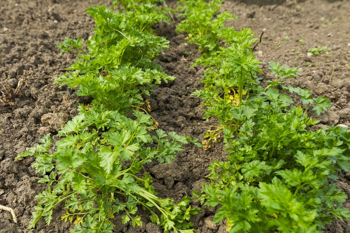 Rolnicy ze Świętokrzyskiego na skraju bankructwa. Zasiali nie to, co trzeba