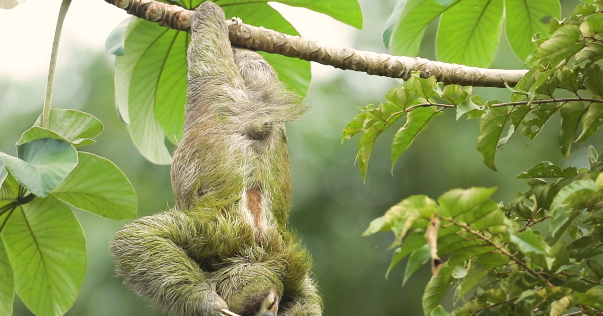 The extreme life of a sloth | Business Insider Africa