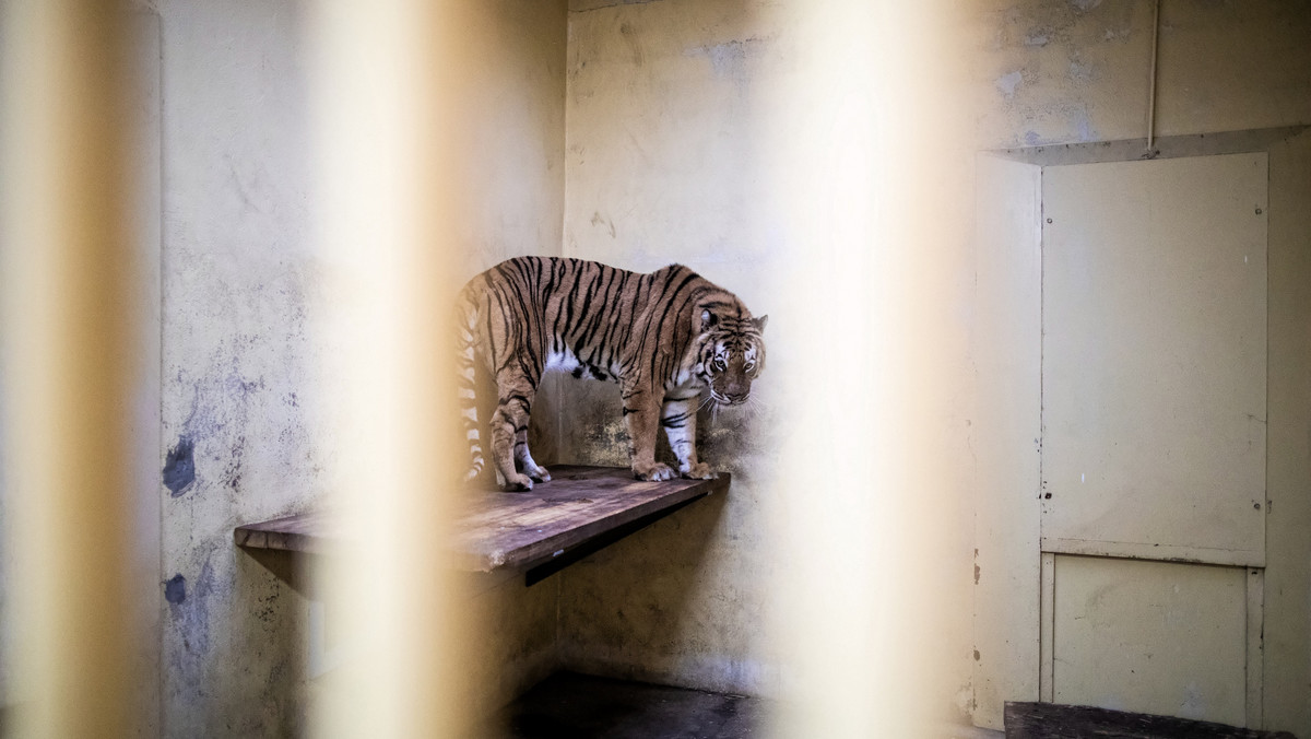Oto "nieumarła" tygrysica Softi. Poznańskie zoo prosi o wsparcie