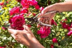 Przycinanie róż. Kiedy i jak to robić? Oto kilka prostych zasad