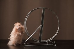 Co to znaczy, że produktywność rośnie? Chomik szybciej biega w kołowrotku