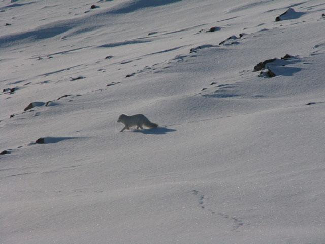 Galeria Spitsbergen, obrazek 2