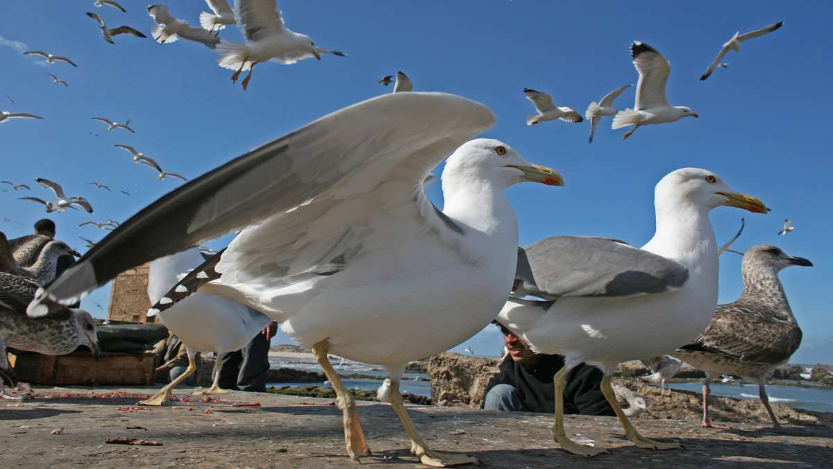 Na plaży w południowo-zachodniej Anglii znaleziono kiladziesiąt mew odurzonych alkoholem. Jak informuje Królewskie Towarzystwo Zapobiegania Okrucieństwu wobec Zwierząt (RSPCA), kilka ptaków nie przeżyło. Winnym zaistniałej sytuacji są producenci alkoholi, którzy nie zabezpieczają odpadów poprodukcyjnych.