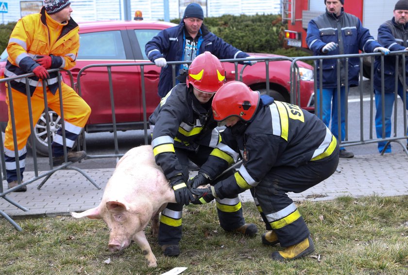 Wypadek. Przewrócił się tir ze świniami