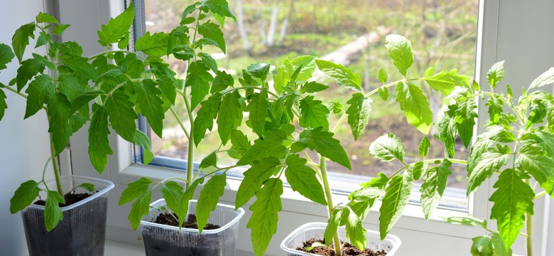 Kiedy wysiewać pomidory w domu? Jak wyhodować pomidory z nasion krok po kroku?