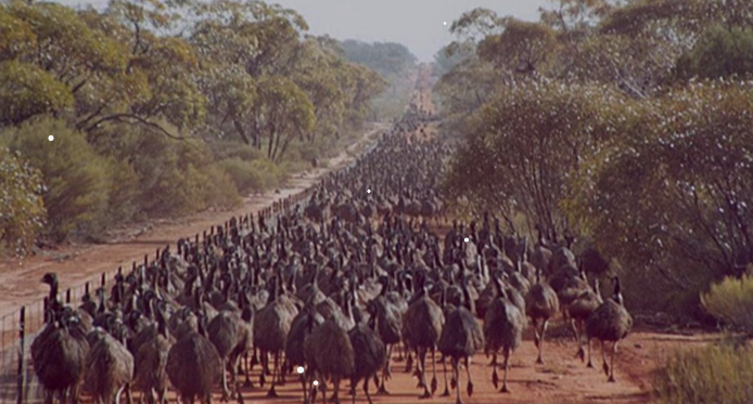 The Emus were becoming a pest in Australia []