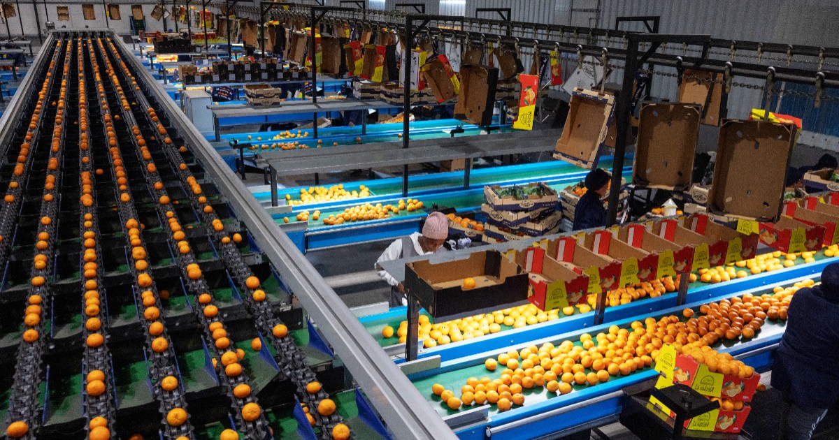 South Africa overtakes Spain with record 2.9 million tonnes in citrus exports