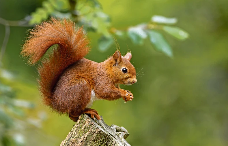Crvena veverica ugrožena lovom