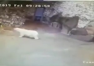 čistačica i medved01