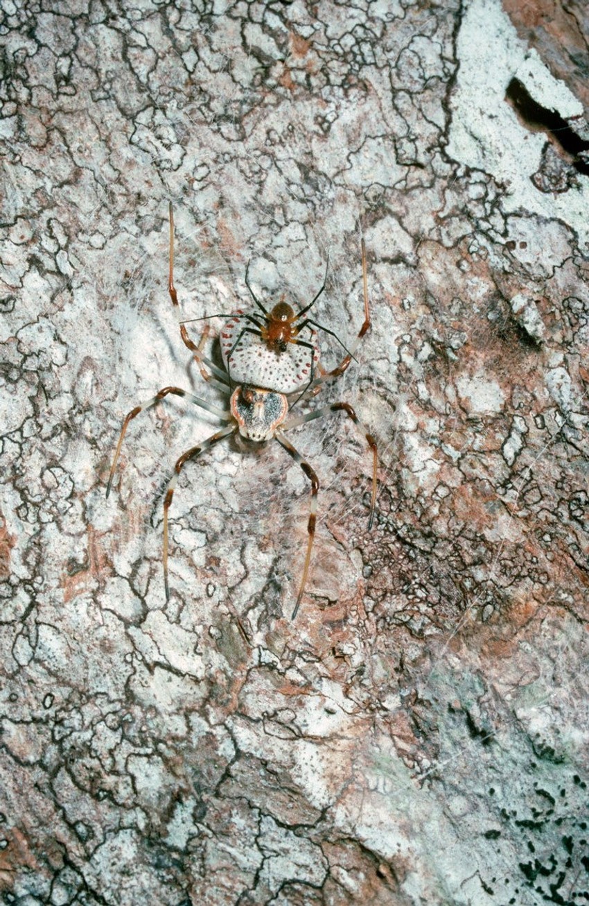 Mujak na ženki pauka-novčića