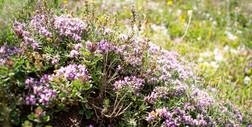 Trawnik tymiankowy — tajemnica piękna i minimalnego nakładu pracy w ogrodzie