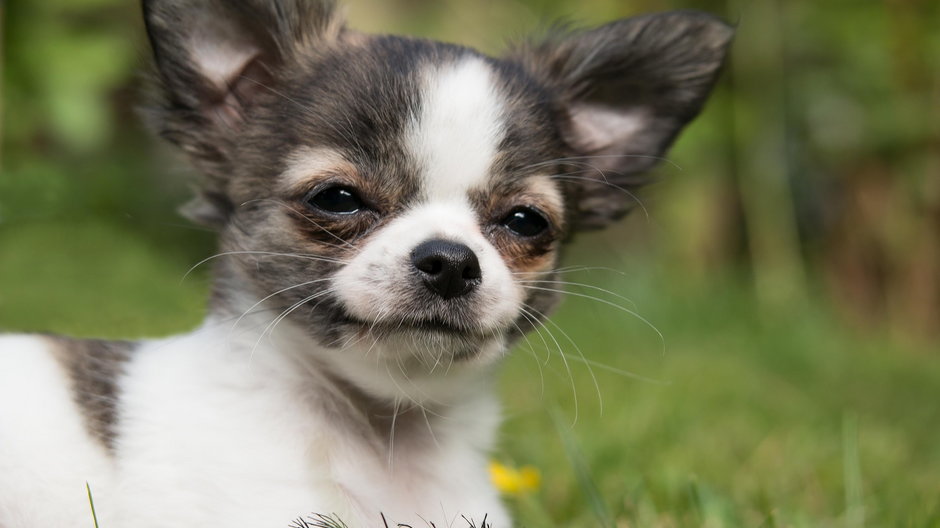 Chihuahua to jeden z najmniejszych psów na świecie - Didgeman/pixabay.com