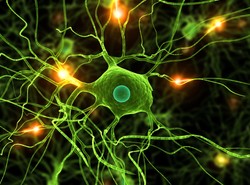 Sensacja! Skóra zamienia się w mózg