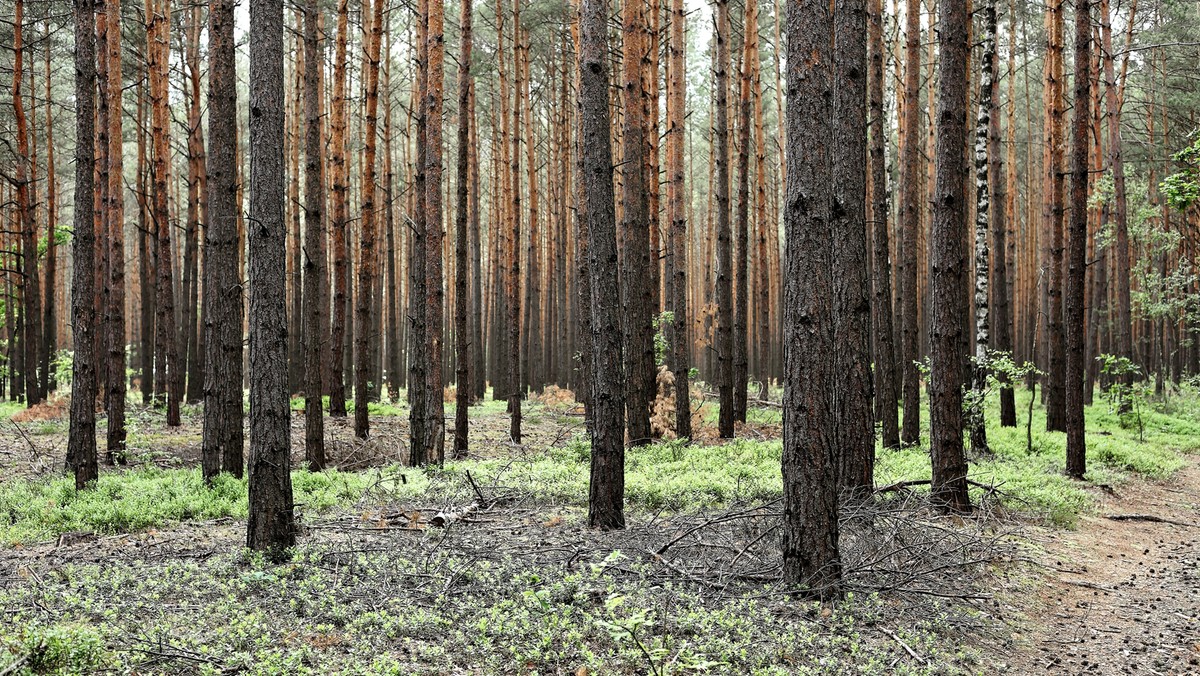 Olsztyn: kolejna wycinka drzew na skraju lotniska w Dajtkach