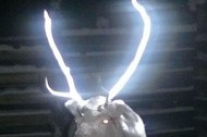 antlers