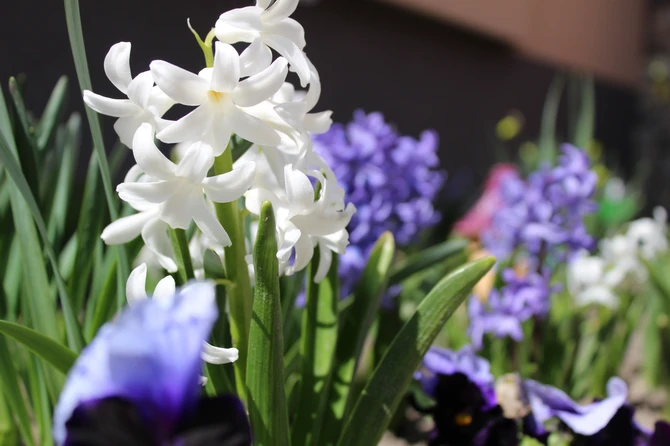 Zumbuli najbolje uspevaju u lejama koje su najveći deo dana izložene sunčevom svetlošću