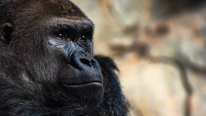 Életmentő műtéten esett át a Nyíregyházi Állatpark gorillája
