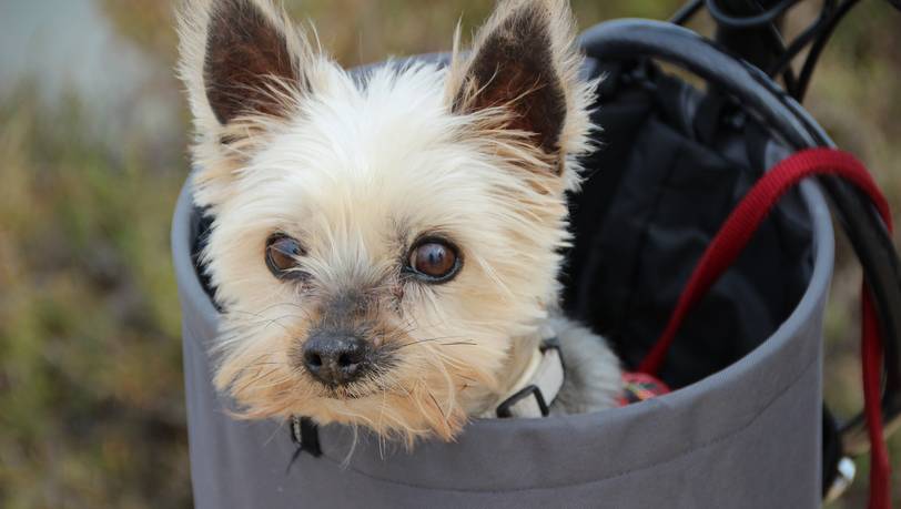 Die beliebtesten Hundetransportboxen für große und kleine Hunde 