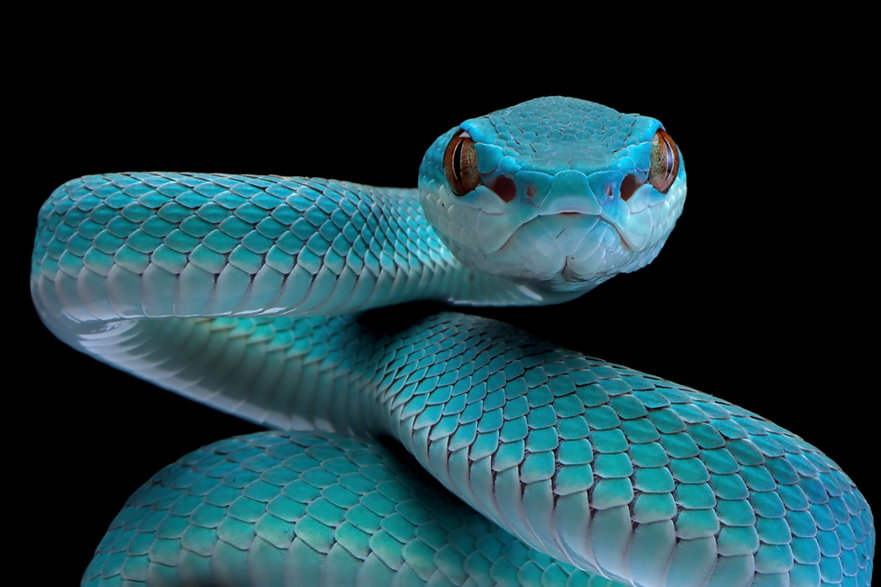 Czy węże hipnotyzują wzrokiem?