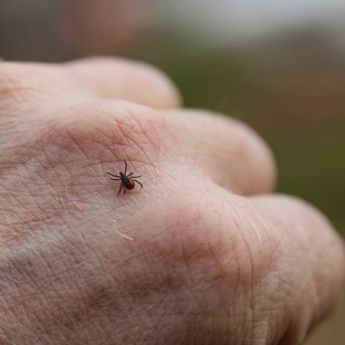 Nem is gondolná, hol bújhat el rajtunk egy kullancs! Extrém helyek, ahol a vérszívó a bőrbe fúródhat
