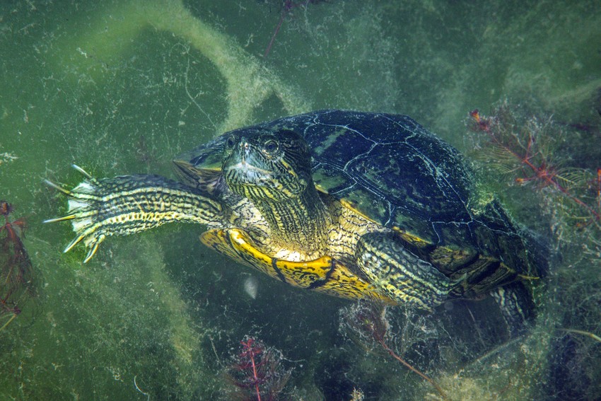 Kalifornijska kornjača