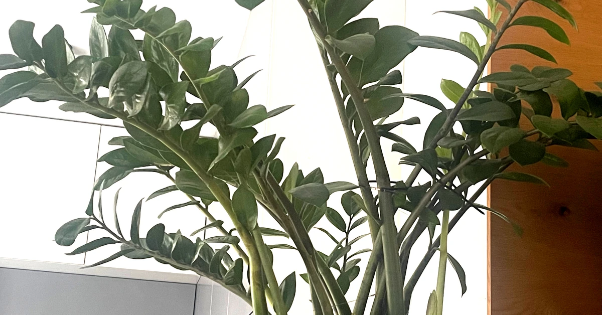 Kwiat zamiokulkas żółknie? Czy obcinać żółte liście zamiokulkasa? Jak pielęgnować zamiokulkasa?