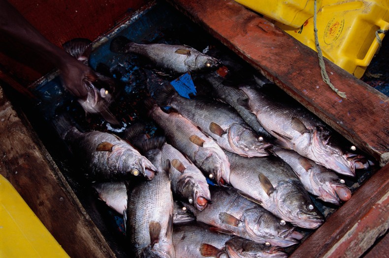 Freshly harvested tilapia at a commercial fish farm in Uganda, as the country secures European Union approval to export aquaculture products and targets over $730 million in annual fish revenues. [Getty Images]