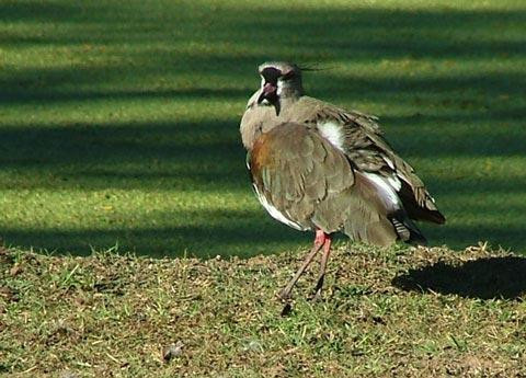 Galeria Argentyna - Delta rzek Parany i Urugwaju, fauna, obrazek 11