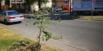 Tak w Łodzi dbają o zieleń