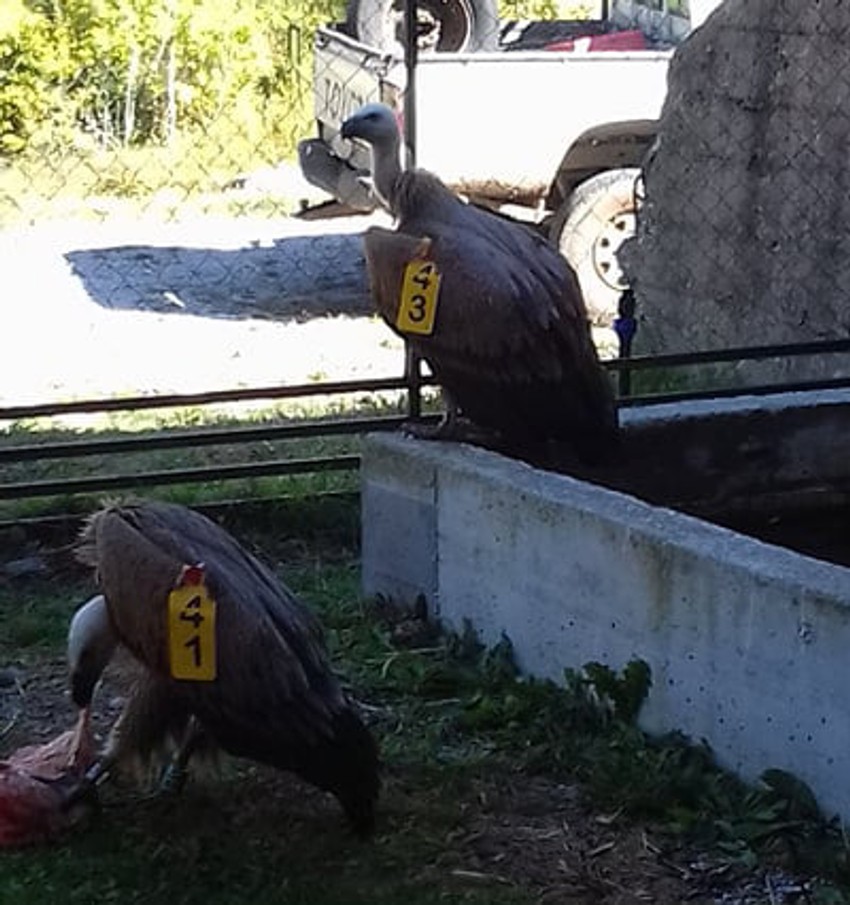 Vasilija tokom oporavka u kavezu na Uvcu