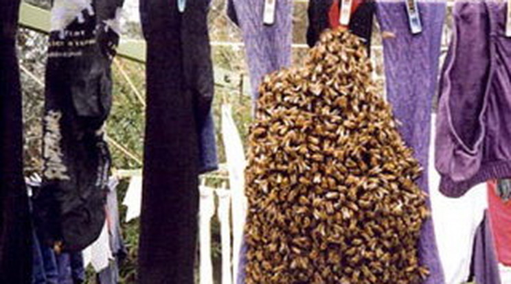 Húszezer méh a ruhaszárítón