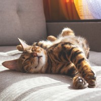 Macskaszőr-allergia ellen megoldás lehet-e hipoallergén macskát tartani? Itt a válasz!