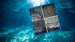 Zdumiewające odkrycie pod dnem oceanu. Naukowcy dopiero teraz ujawniają