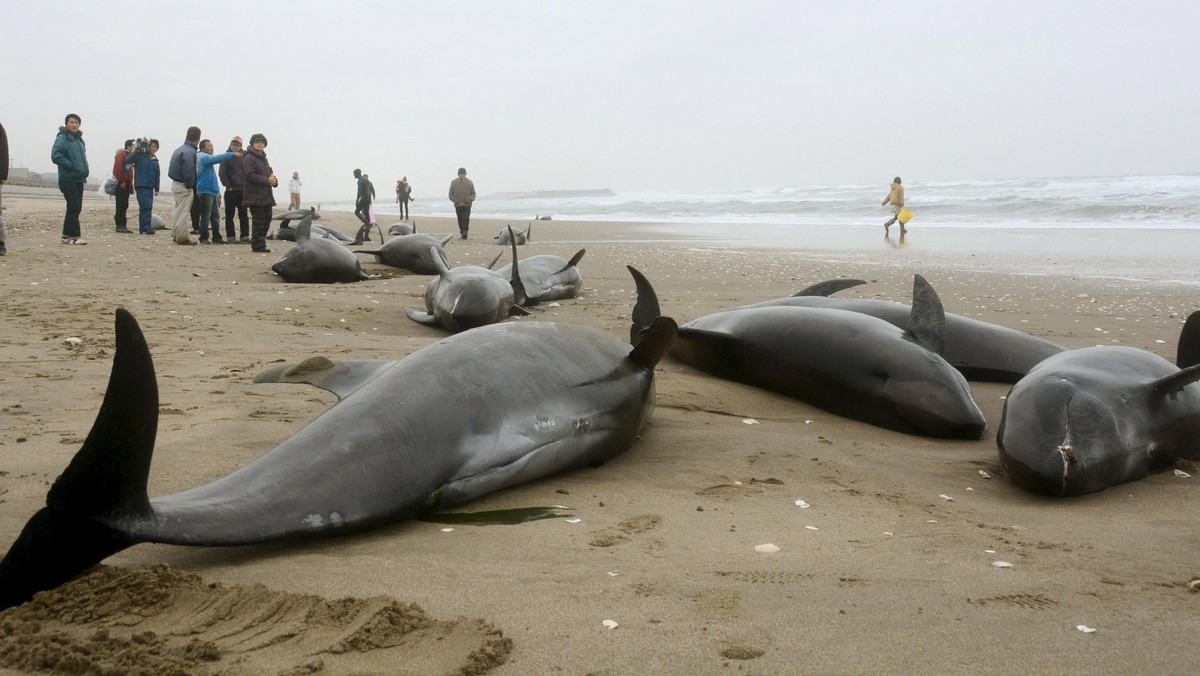 Local residents try to save melon-headed dolphins stranded on the coast in Hokota