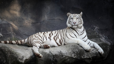 Rzadkie tygrysy zniknęły z zoo. Winni Rosjanie