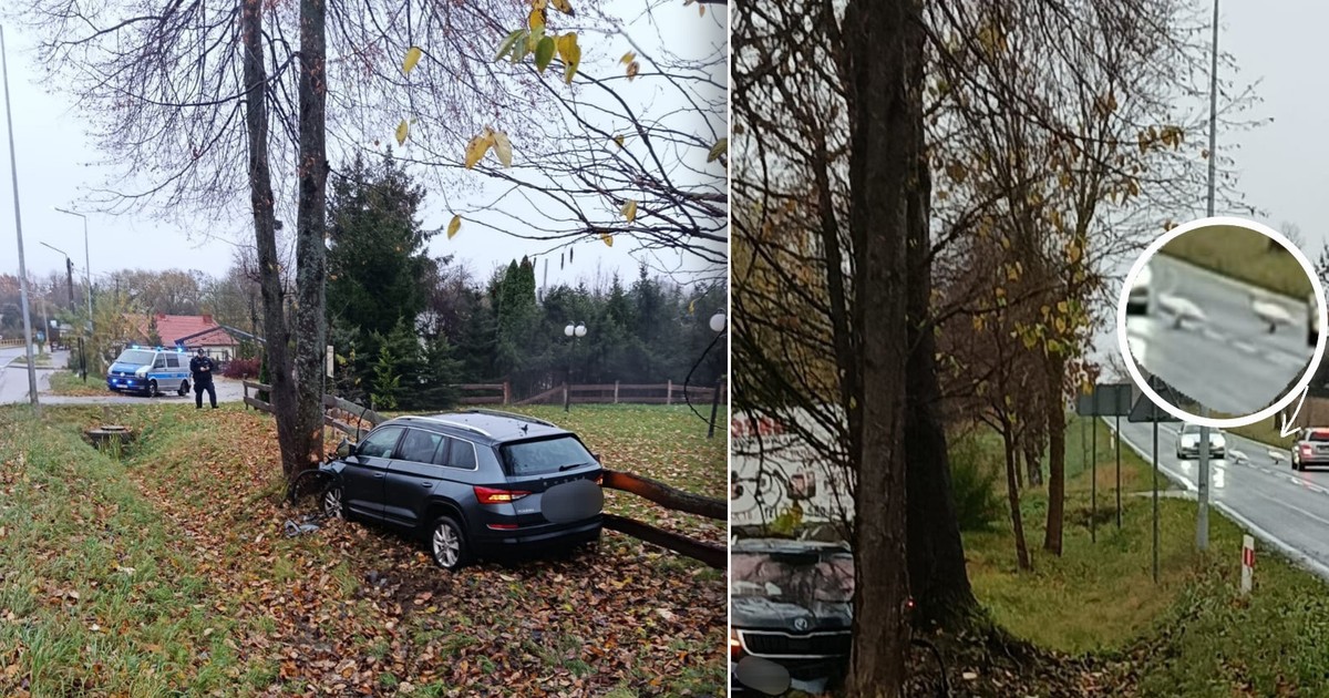 Łabędzie wtargnęły na drogę. Kierowca podjął dramatyczną decyzję