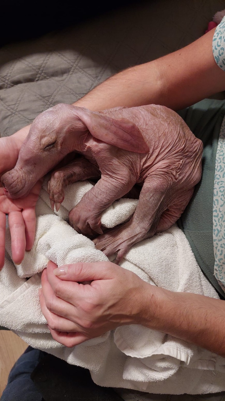 Mały mrównik w pierwszych dniach życia (1)