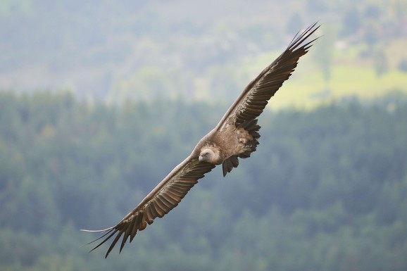 (FOTO) SIMBOL SRBIJE PONOVO OSVAJA NEBO! Lepe vesti stižu iz Vojvodine: Porasla populacija ove ugrožene vrste, ali i dalje su u velikom RIZIKU da ih više nikad ne vidimo
