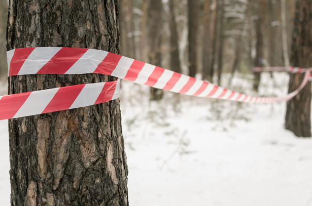 Zwłoki miały być zakopane w lesie