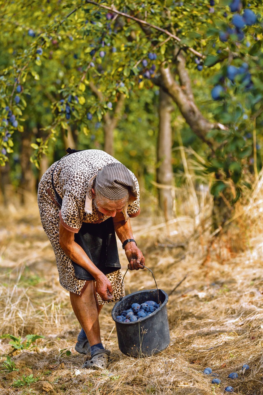 Veliki je broj starih, tradicionalno podignutih zasada, navode stručnjaci