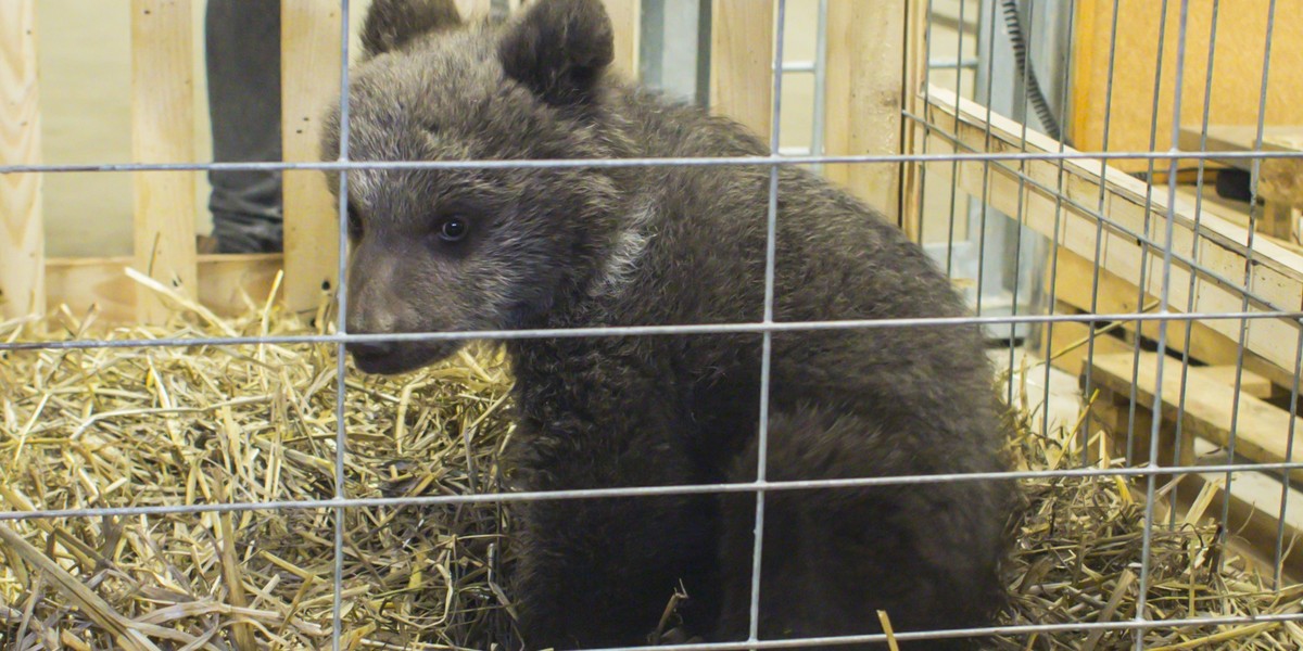 Niedźwiedzica Cisna zamieszkała w poznańskim Zoo