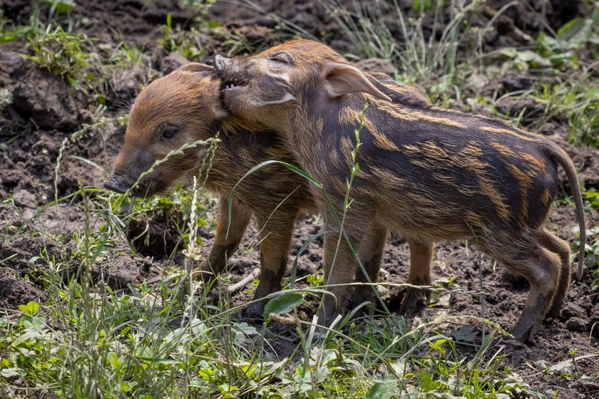 Rodzinka świnek rzecznych w chorzowskim zoo powiększyła się o 8 maluchów