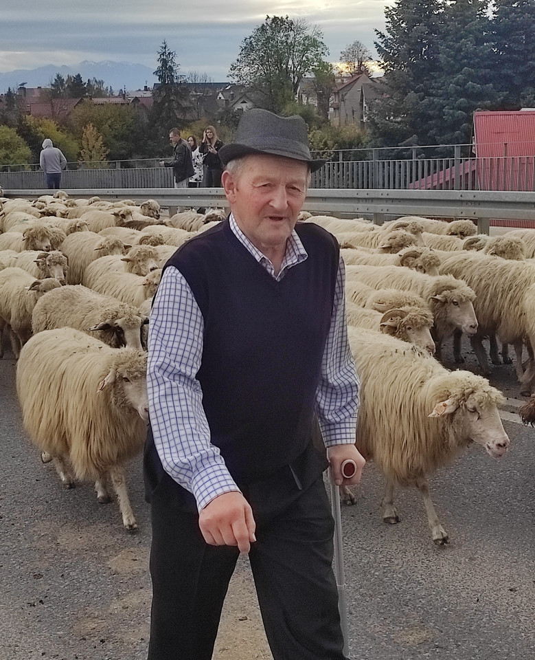 Jesienny redyk owiec przeszedł przez Nowy Targ