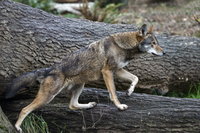 Lencsevégre kapták a Bükkben tanyázó farkast - fotó