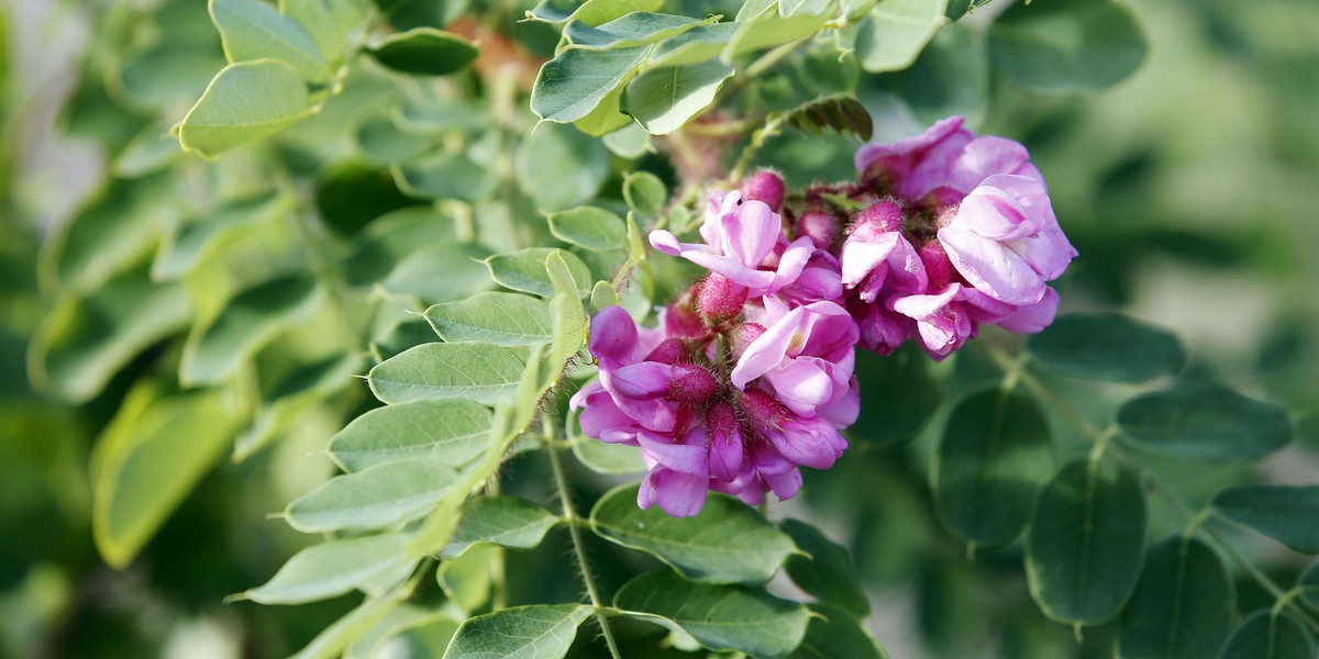 Robinia Małgorzaty