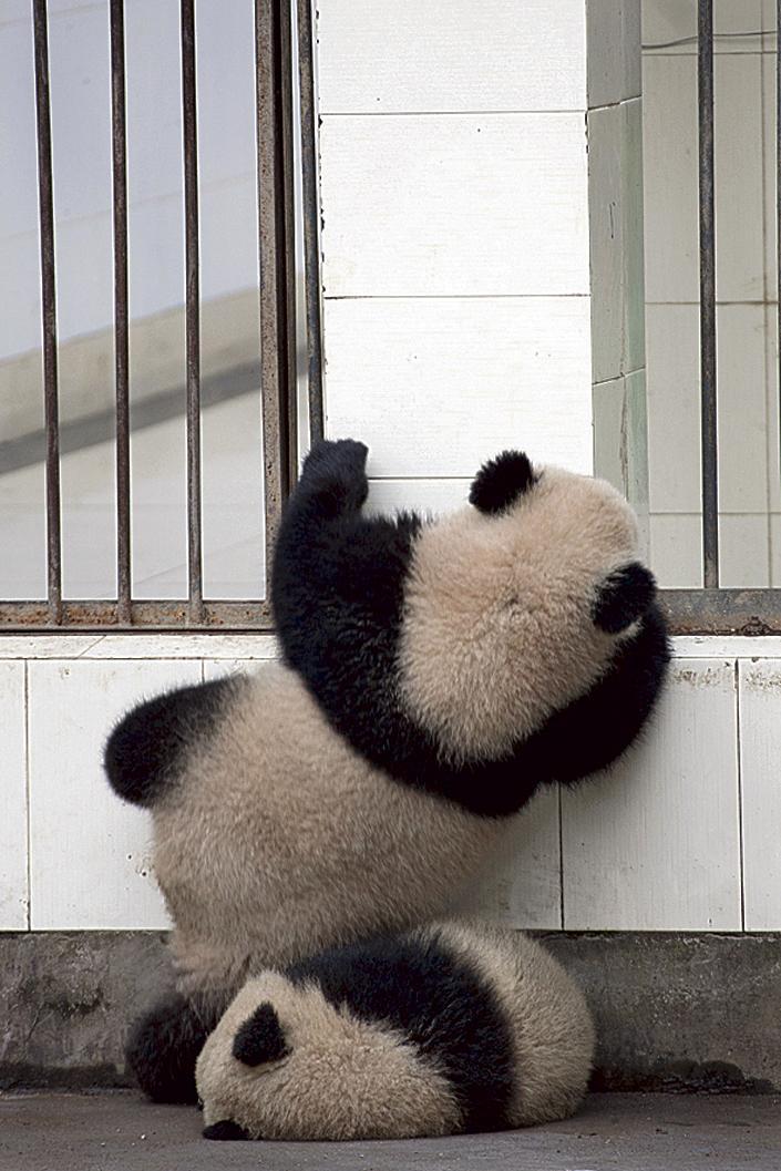 Szökni próbált a pandabocs - Blikk